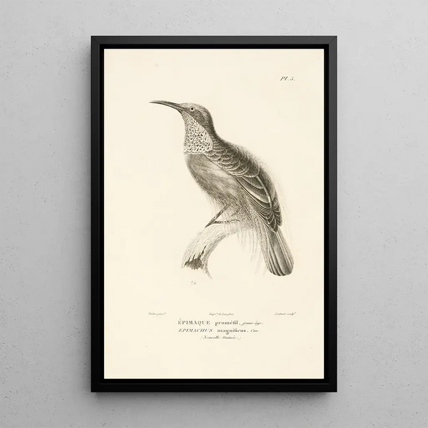 Centurie zoologique Pl05 - René Primevère Lesson — framed artwork on a wall