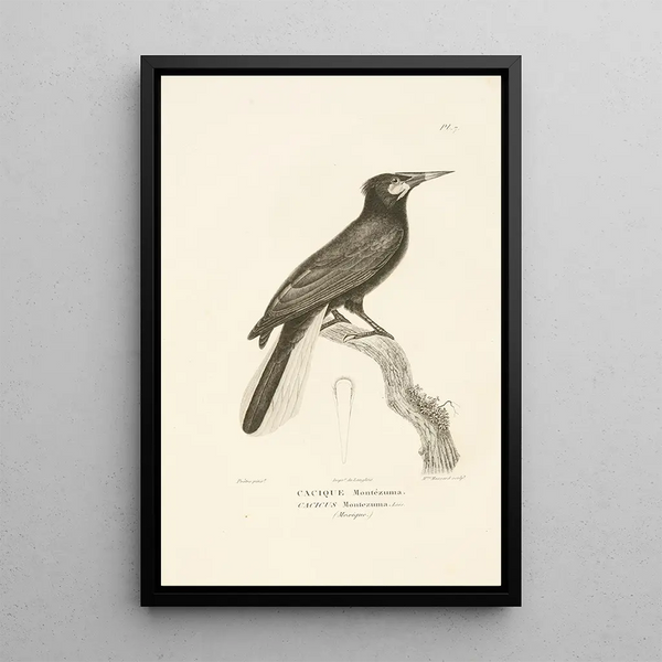 Centurie zoologique Pl07 - René Primevère Lesson — framed artwork on a wall