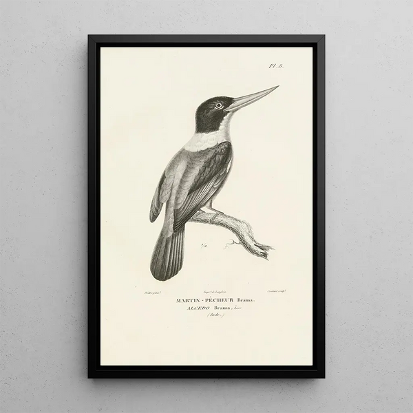 Centurie zoologique Pl08 - René Primevère Lesson — framed artwork on a wall