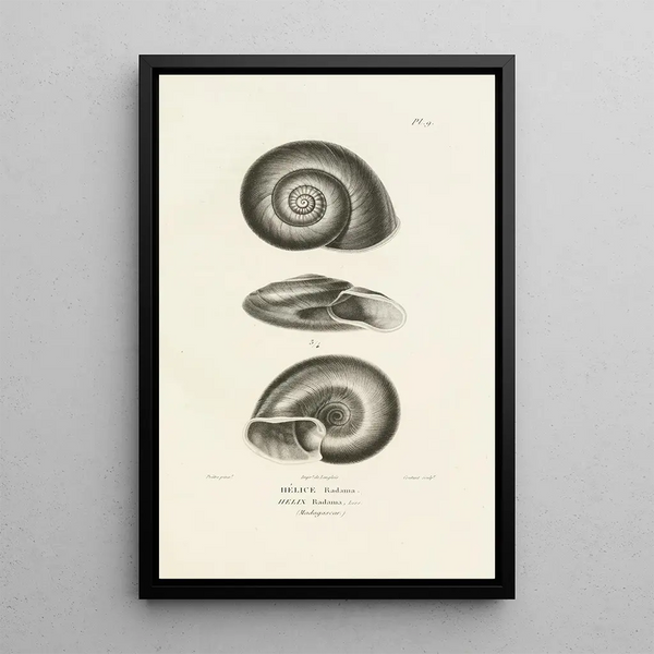 Centurie zoologique Pl09 - René Primevère Lesson — framed artwork on a wall