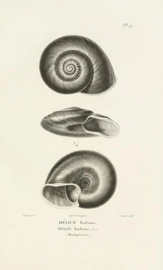 RenPrimevre Lesson - Centurie zoologique Pl09.webp