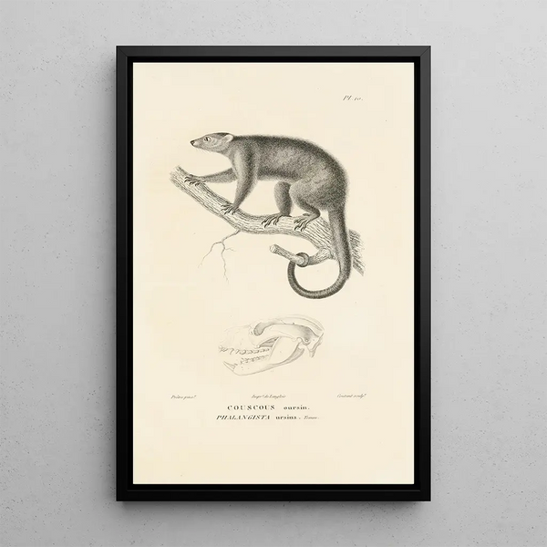Centurie zoologique Pl10 - René Primevère Lesson — framed artwork on a wall