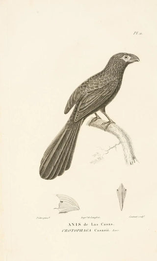 RenPrimevre Lesson - Centurie zoologique Pl11.webp