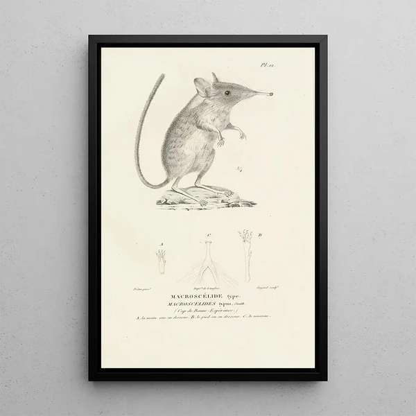 Centurie zoologique Pl12 - René Primevère Lesson — framed artwork on a wall