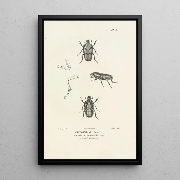 Centurie zoologique Pl13 - René Primevère Lesson — framed artwork on a wall