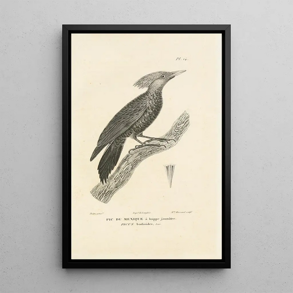 Centurie zoologique Pl14 - René Primevère Lesson — framed artwork on a wall