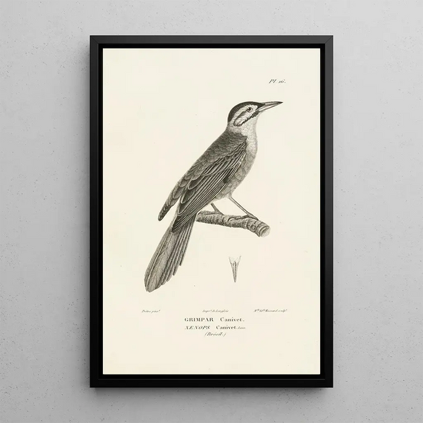 Centurie zoologique Pl16 - René Primevère Lesson — framed artwork on a wall