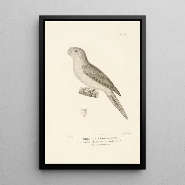 Centurie zoologique Pl18 - René Primevère Lesson — framed artwork on a wall