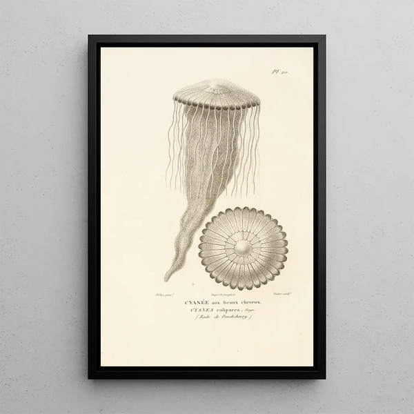 Centurie zoologique Pl20 - René Primevère Lesson — framed artwork on a wall