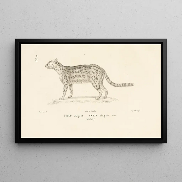 Centurie zoologique Pl21 - René Primevère Lesson — ingelijst kunstwerk aan de muur