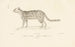 Centurie zoologique Pl21 - René Primevère Lesson — weergave van het kunstwerk