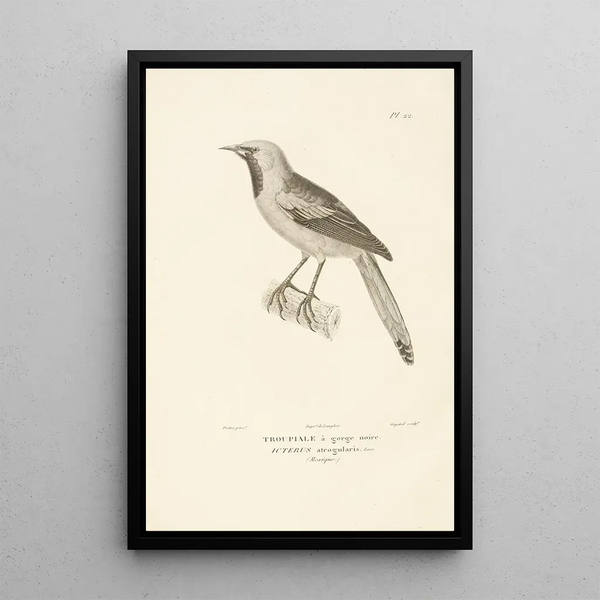 Centurie zoologique Pl22 - René Primevère Lesson — framed artwork on a wall