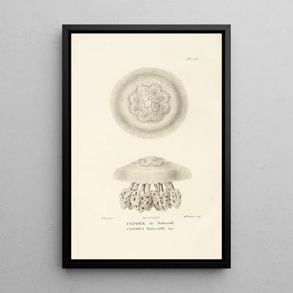 Centurie zoologique Pl23 - René Primevère Lesson — framed artwork on a wall