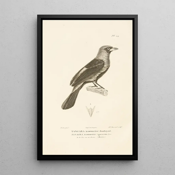 Centurie zoologique Pl24 - René Primevère Lesson — framed artwork on a wall