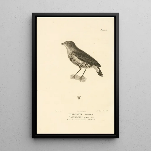 Centurie zoologique Pl26 - René Primevère Lesson — framed artwork on a wall