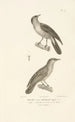 Centurie zoologique Pl27 - René Primevère Lesson — artwork view