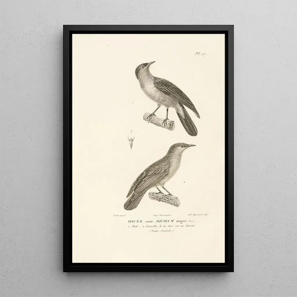 Centurie zoologique Pl27 - René Primevère Lesson — framed artwork on a wall