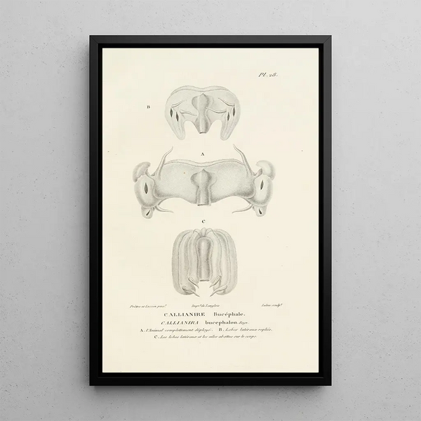 Centurie zoologique Pl28 - René Primevère Lesson — framed artwork on a wall