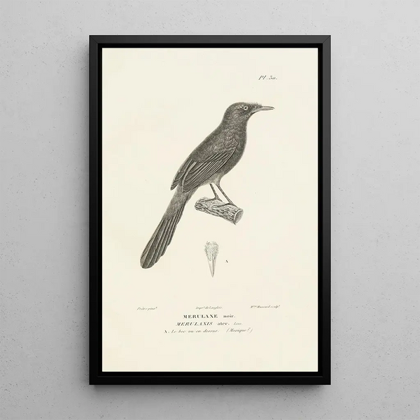 Centurie zoologique Pl30 - René Primevère Lesson — framed artwork on a wall