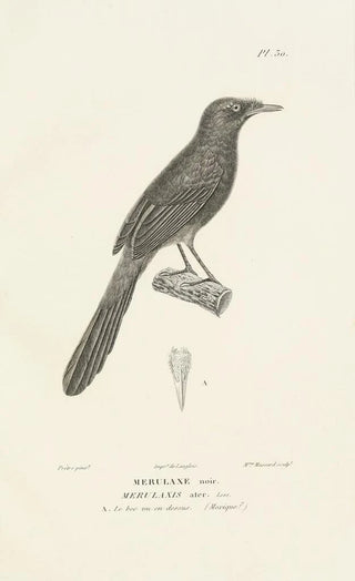 RenPrimevre Lesson - Centurie zoologique Pl30.webp