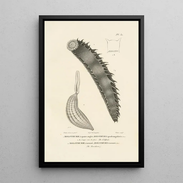 Centurie zoologique Pl31 - René Primevère Lesson — framed artwork on a wall