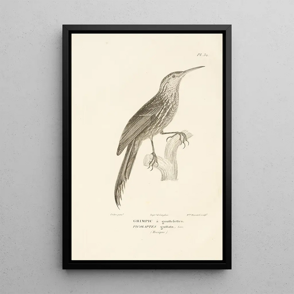 Centurie zoologique Pl32 - René Primevère Lesson — framed artwork on a wall