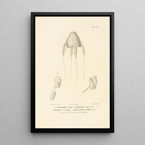 Centurie zoologique Pl33 - René Primevère Lesson — ingelijst kunstwerk aan de muur