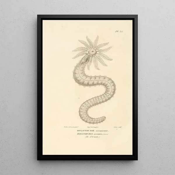 Centurie zoologique Pl35 - René Primevère Lesson — ingelijst kunstwerk aan de muur