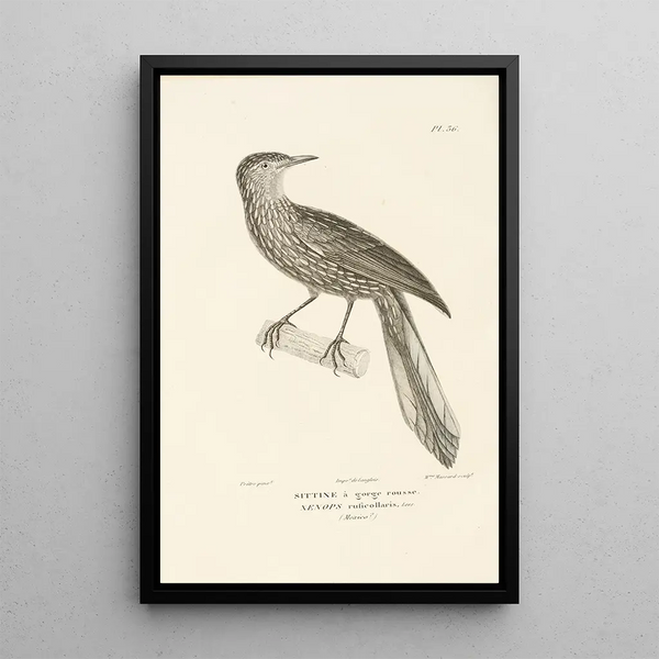 Centurie zoologique Pl36 - René Primevère Lesson — ingelijst kunstwerk aan de muur