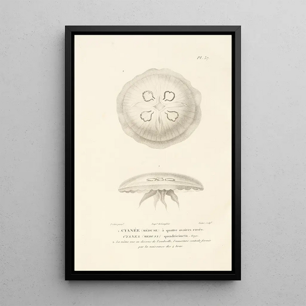 Centurie zoologique Pl37 - René Primevère Lesson — ingelijst kunstwerk aan de muur