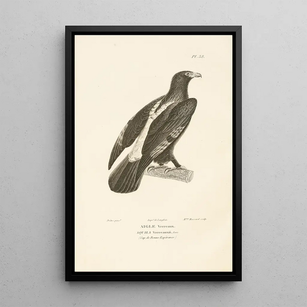 Centurie zoologique Pl38 - René Primevère Lesson — ingelijst kunstwerk aan de muur