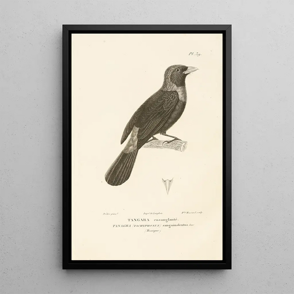 Centurie zoologique Pl39 - René Primevère Lesson — ingelijst kunstwerk aan de muur