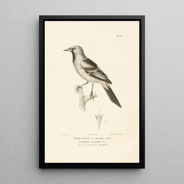 Centurie zoologique Pl41 - René Primevère Lesson — ingelijst kunstwerk aan de muur