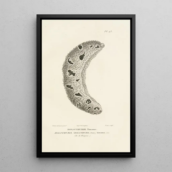Centurie zoologique Pl43 - René Primevère Lesson — ingelijst kunstwerk aan de muur