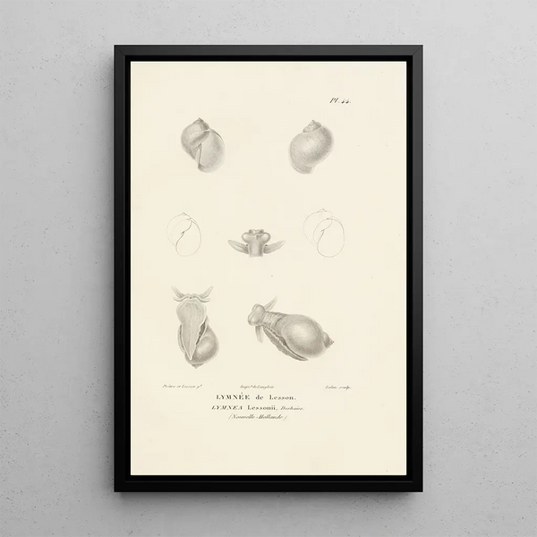 Centurie zoologique Pl44 - René Primevère Lesson — ingelijst kunstwerk aan de muur