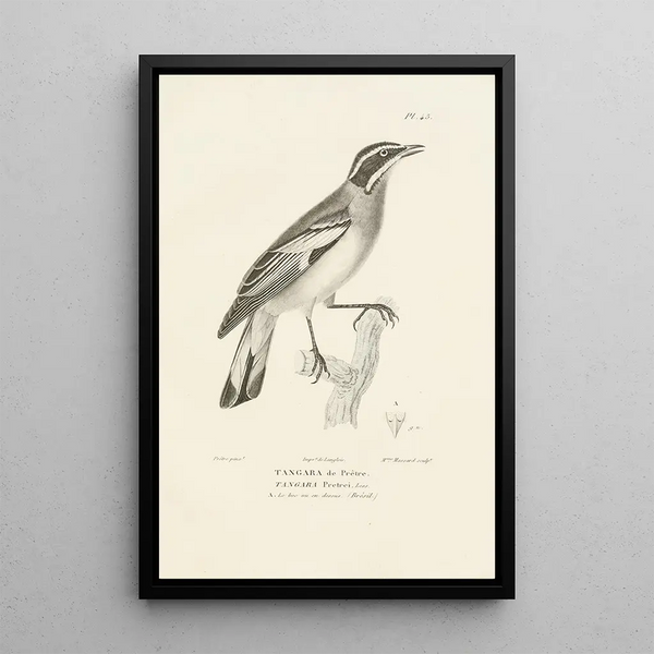 Centurie zoologique Pl45 - René Primevère Lesson — ingelijst kunstwerk aan de muur