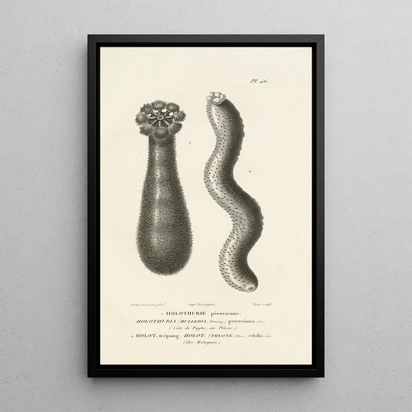 Centurie zoologique Pl46 - René Primevère Lesson — ingelijst kunstwerk aan de muur