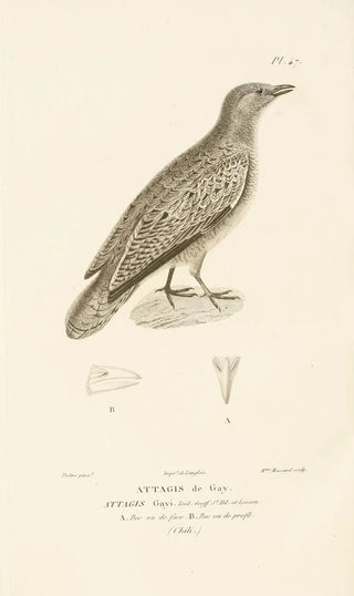 RenPrimevre Lesson - Centurie zoologique Pl47.webp