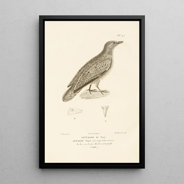Centurie zoologique Pl47 - René Primevère Lesson — ingelijst kunstwerk aan de muur