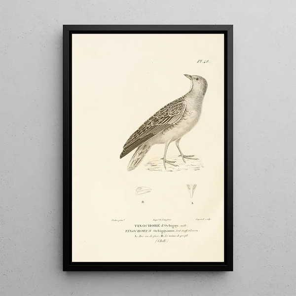 Centurie zoologique Pl48 - René Primevère Lesson — ingelijst kunstwerk aan de muur
