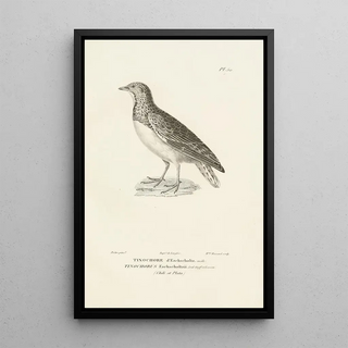 RenPrimevre Lesson - Centurie zoologique Pl50.webp