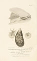 Centurie zoologique Pl51 - René Primevère Lesson — weergave van het kunstwerk