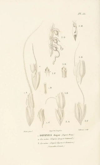 RenPrimevre Lesson - Centurie zoologique Pl55.webp