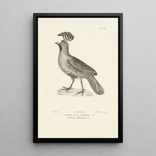 RenPrimevre Lesson - Centurie zoologique Pl59.webp