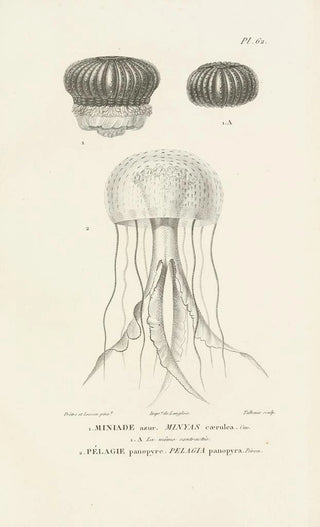 RenPrimevre Lesson - Centurie zoologique Pl61.webp