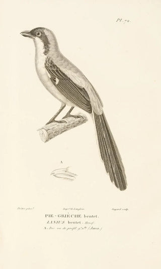 RenPrimevre Lesson - Centurie zoologique Pl71.webp