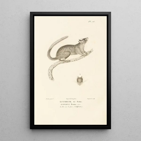RenPrimevre Lesson - Centurie zoologique Pl75.webp