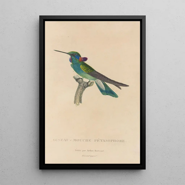 Histoire naturelle des oiseaux-mouches Pl01 - René Primevère Lesson — ingelijst kunstwerk aan de muur