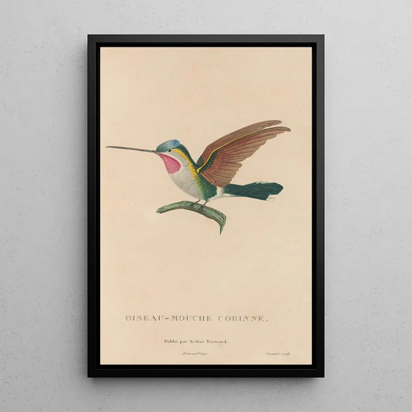 Histoire naturelle des oiseaux-mouches Pl02 - René Primevère Lesson — ingelijst kunstwerk aan de muur
