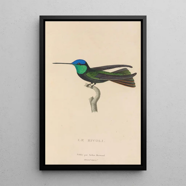 Histoire naturelle des oiseaux-mouches Pl04 - René Primevère Lesson — ingelijst kunstwerk aan de muur